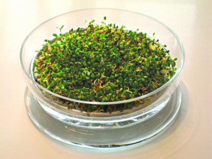 germoir en verre